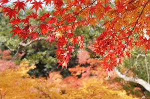 北野天満宮のもみじ苑で撮りました